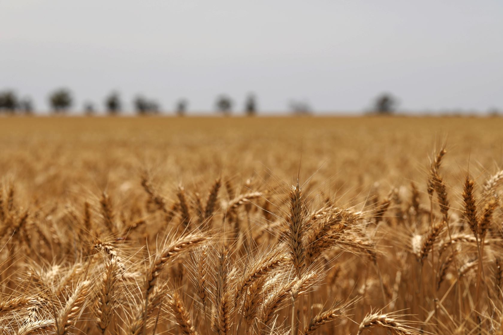 selective-focus-shot-golden-ears-wheat-field